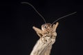 A house cricket perched on the end of a piece of wood, isolated against a black background.