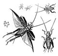 House Cricket, vintage illustration