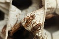 House cricket (Acheta domestica). Royalty Free Stock Photo