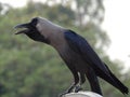 House Crow