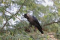 A House crow up close calling Royalty Free Stock Photo