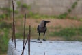 The house crow, also known as the Indian, greynecked, Ceylon or Colombo crow, is a common bird of the crow family that is of Asian Royalty Free Stock Photo