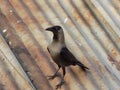 The house crow, also known as the Indian, greynecked, Ceylon or Colombo crow, is a common bird of the crow family that Royalty Free Stock Photo