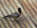 The house crow, also known as the Indian, greynecked, Ceylon or Colombo crow, is a common bird of the crow family that Royalty Free Stock Photo