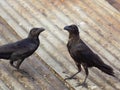 The house crow, also known as the Indian, greynecked, Ceylon or Colombo crow, is a common bird of the crow family that Royalty Free Stock Photo