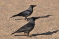 House crow on the beach of the Red Sea in Eilat. Birds looking for food. Israel