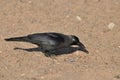 House crow on the beach of the Red Sea in Eilat. Birds looking for food. Israel