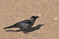 House crow on the beach of the Red Sea in Eilat. Birds looking for food. Israel