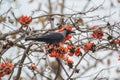 House Crow on Butea monosperma Tree