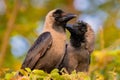 A house crow (Corvus splendens), also known as the Indian, greynecked, Ceylon or Colombo crow Royalty Free Stock Photo