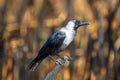 A house crow (Corvus splendens), also known as the Indian, greynecked, Ceylon or Colombo crow Royalty Free Stock Photo