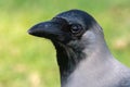 A house crow (Corvus splendens), also known as the Indian, greynecked, Ceylon or Colombo crow Royalty Free Stock Photo