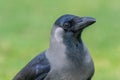 A house crow (Corvus splendens), also known as the Indian, greynecked, Ceylon or Colombo crow Royalty Free Stock Photo