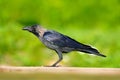 House Crow, Corvus splendens, black and grey bird sitting on gravel road, clear green background, Yala National park, Sri Lanka. B