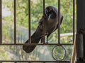 house crow Corvus splendens, or the Indian, greynecked, Ceylon or Colombo crow Lok Gram Kalyan Maharashtra Royalty Free Stock Photo