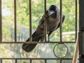 House crow Corvus splendens, or the Indian, greynecked, Ceylon or Colombo crow Lok Gram Kalyan Maharashtra Royalty Free Stock Photo