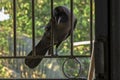House crow Corvus splendens, or the Indian, greynecked, Ceylon or Colombo crow Lok Gram Kalyan Royalty Free Stock Photo