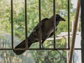 house crow Corvus splendens, or the Indian, greynecked, Ceylon or Colombo crow Lok Gram Kalyan Royalty Free Stock Photo