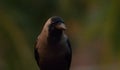 House crow habitat in a field Royalty Free Stock Photo