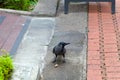 House crow on the pavement Royalty Free Stock Photo