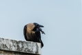 House crow perched Royalty Free Stock Photo