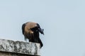 House crow perched Royalty Free Stock Photo