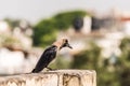 House crow perched Royalty Free Stock Photo