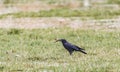 House Crow scavenging on a lake bed Royalty Free Stock Photo