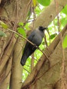 House crow in the tree Royalty Free Stock Photo