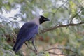 A House crow up close looking back Royalty Free Stock Photo