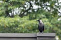 A House Crow Royalty Free Stock Photo