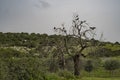 House Crows on Dead Trees in Israel Royalty Free Stock Photo