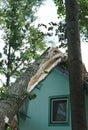 A house damaged by hurricane with fallen tree on the house Royalty Free Stock Photo