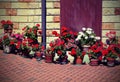 House decorated with many geraniums