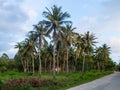 House deep in the palm grove