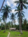 House deep in the palm grove