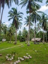 House deep in the palm grove