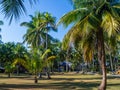 House deep in the palm grove