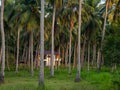 House deep in the palm grove