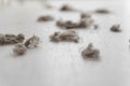 House Dust and Home Dirt on a White Floor. Dirty Floor under Bed. Colonies of Dust Bunnies Underneath. Untidiness House Royalty Free Stock Photo