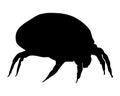 House dust mite