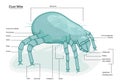 House Dust Mite