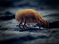 A house dust mite