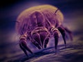 A house dust mite