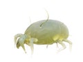A house dust mite
