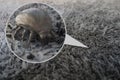 House dust mite - 3D Rendering Royalty Free Stock Photo