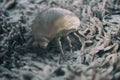 House dust mite - 3D Rendering