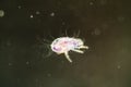 House dust mite Royalty Free Stock Photo