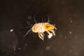 House dust mite Royalty Free Stock Photo