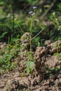 House or dwelling of earthworms. Royalty Free Stock Photo